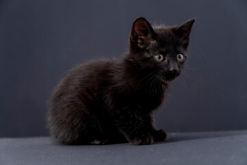 small black cat