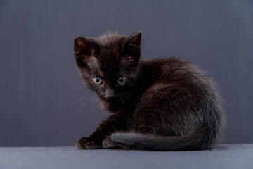 small black cat