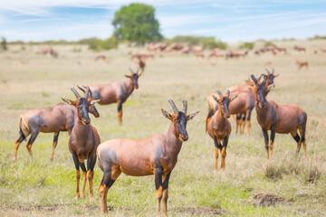 The antelopes graze together