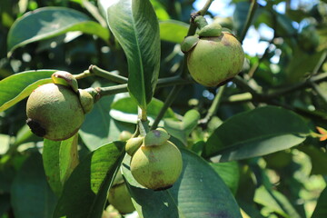 Raw mangosteen growing on the tree, Organic fruit .