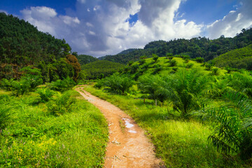 Fototapeta na wymiar Road through the rainforest of Khao Sok National Park, Thailand