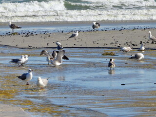 Seagulls at the beach