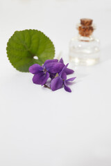 Viola odorata oil (Sweet Violet, English Violet, Common Violet, or Garden Violet) with fresh Viola odorata flowers.