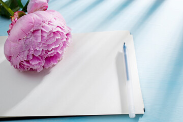 Three fresh blossoming pink peonies lie on a white open notebook