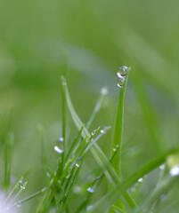 Rosée du matin