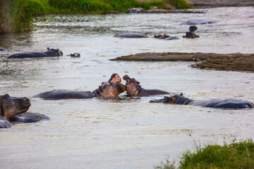 Fototapeta premium Flock of hippos in the lake