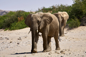 Fototapeta na wymiar Very rare desert elephants looking for food in Hoanib river valley, Damaraland, Sesfontein, Namibia