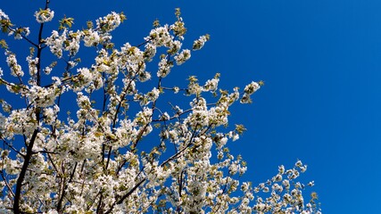 Blossoming tree on a perfect blue sky