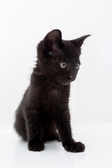 small black cat