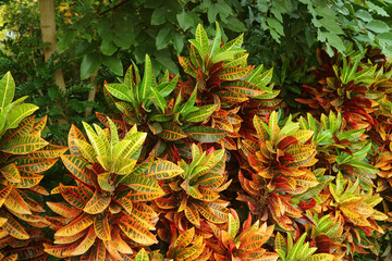 Vivid Color Fire Croton Plants in a tropical Garden © jobi_pro
