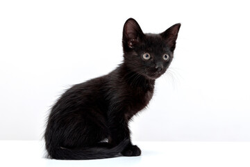 small black cat