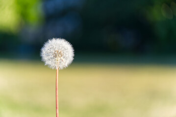 lonely white dandelion on a background of bokeh land as a symbol of rebirth or the beginning of a new life. ecology concept.