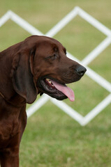 Redbone Coonhound