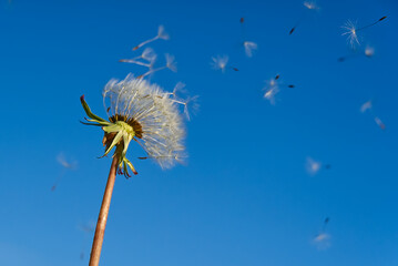 lonely white dandelion on a background of blue sky as a symbol of rebirth or the beginning of a new life. ecology concept.