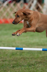Rhodesian Ridgeback
