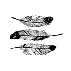 Realistic detailed feathers set, hand drawn vector illustration, black ink graphic isolated on white . Art decorative element for prints, cards, pattern, tattoo design.