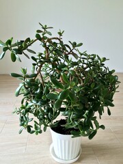 Succulent Crassula ovata (jade plant) also known as lucky money tree houseplant ﻿in a white pot. Top view, copy space.