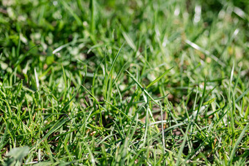 Green class close-up with out of focus background