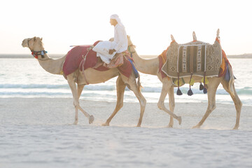 Local Arab man riding camels on the beach during sundown.