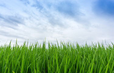 Seedlings of rice plants with blue sky and cloud on background.