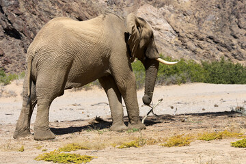 Very rare wild desert elephant  in Hoanib river valley, Damaraland, Kaokoveld, Kaokoland, Kunene, Sesfontein, Namibia