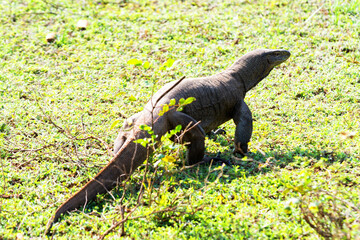 Large Varanus komodoensis walking in the national park Yala, Sri Lanka