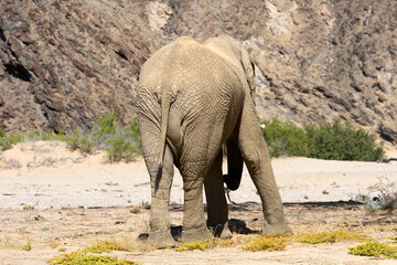 Fototapeta na wymiar Very rare wild desert elephant in Hoanib river valley, Damaraland, Kaokoveld, Kaokoland, Kunene, Sesfontein, Namibia
