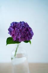 紫陽花（あじさい）