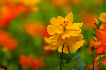 yellow flowers in the garden
