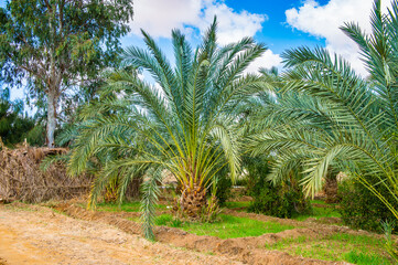 Obraz premium It's Beautiful Oasis in Egypt.