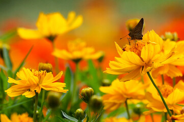 butterfly on yellow flower
