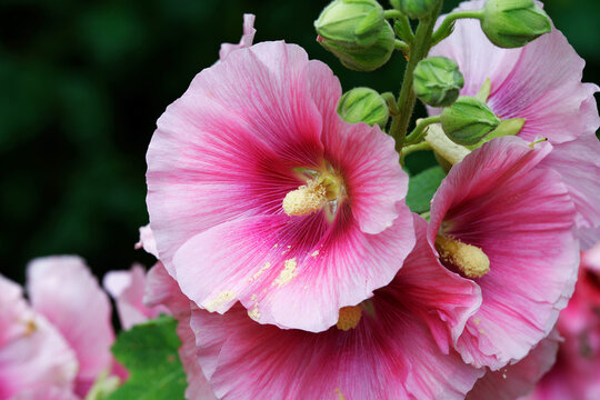 Alcea rosea - Ordinary hollyhock in a park in cologne in summertime