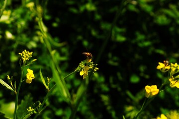 Bee sitting in a Mustard plant