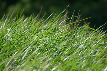 Green grass closeup with natural summer daylight
