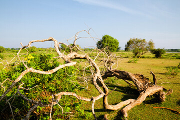 Sri Lanka, Yala national park safari