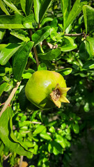 tropical  tree in the garden