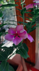 pink flower in the garden