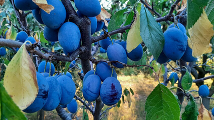 blue peaches in the forest