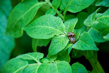 Colorado potato beetles mating on the leaves of green potatoes