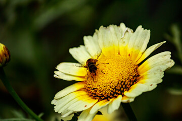 Honey Bee 