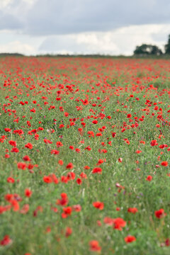 field of red poppies and blue sky © Jamie