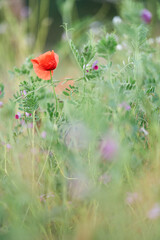 poppy flowers in field