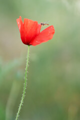 red poppy flower with hover fly