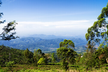 Shot of the countryside with tea plants