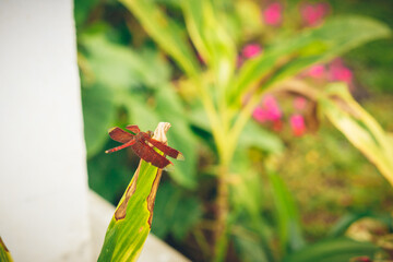 Brown dragonfly on a green background