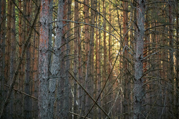 dark pine forest slender trunks with bark