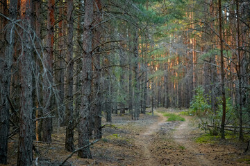 dark pine forest slender trunks with bark
