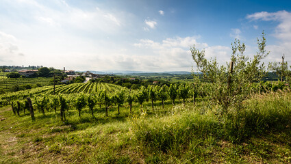 Fototapeta na wymiar View of famous wine region Goriska Brda hills in Slovenia.