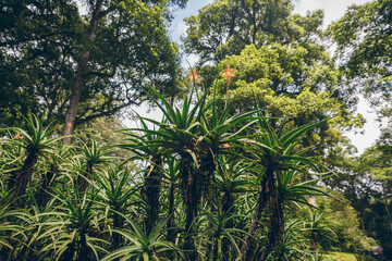 Aloe Barberae trees in Bali Botanical Garden