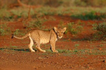 Naklejka na ściany i meble Cute Lion cub walking in Zimanga Game Reserve in South Africa
